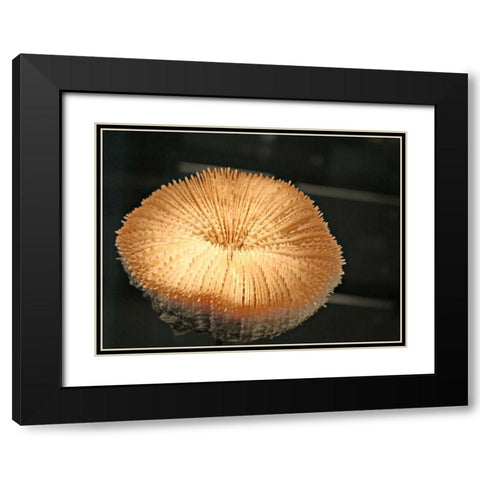 Underwater World 39 Black Modern Wood Framed Art Print with Double Matting by Dag, Inc.