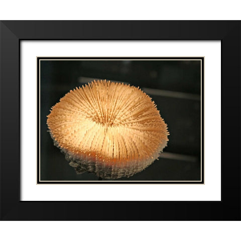 Underwater World 39 Black Modern Wood Framed Art Print with Double Matting by Dag, Inc.