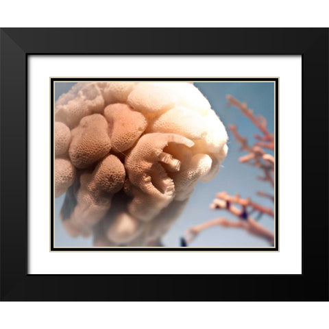 Underwater World 40 Black Modern Wood Framed Art Print with Double Matting by Dag, Inc.