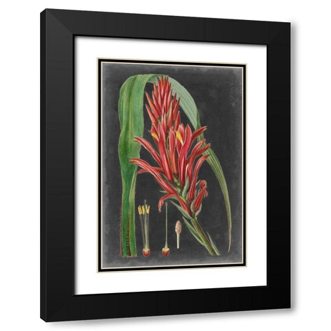 Dramatic Tropicals II Black Modern Wood Framed Art Print with Double Matting by Vision Studio