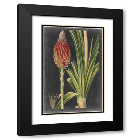 Dramatic Tropicals IV Black Modern Wood Framed Art Print with Double Matting by Vision Studio