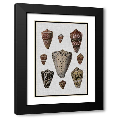 Shell Display I Black Modern Wood Framed Art Print with Double Matting by Diderot, Denis