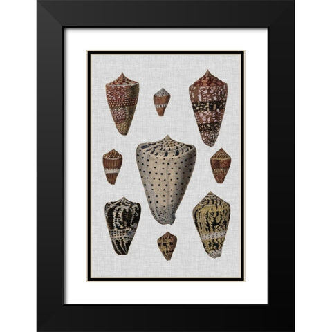 Shell Display I Black Modern Wood Framed Art Print with Double Matting by Diderot, Denis