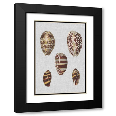 Shell Display II Black Modern Wood Framed Art Print with Double Matting by Diderot, Denis