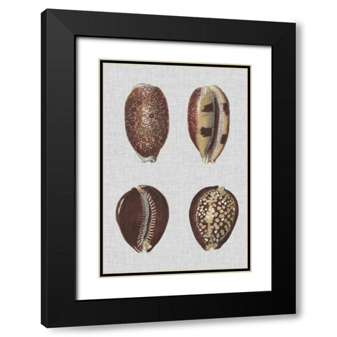 Shell Display III Black Modern Wood Framed Art Print with Double Matting by Diderot, Denis
