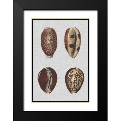 Shell Display III Black Modern Wood Framed Art Print with Double Matting by Diderot, Denis