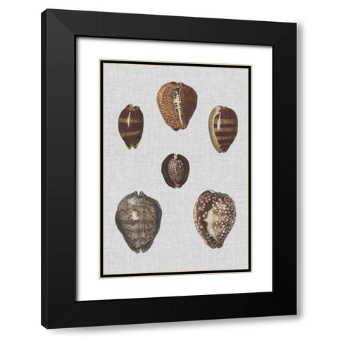 Shell Display IV Black Modern Wood Framed Art Print with Double Matting by Diderot, Denis