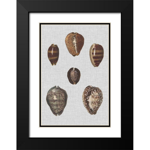 Shell Display IV Black Modern Wood Framed Art Print with Double Matting by Diderot, Denis