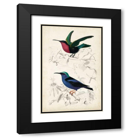 DOrbigny Birds I Black Modern Wood Framed Art Print with Double Matting by D Orbigny, M. Charles