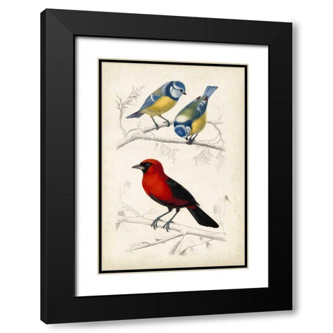 DOrbigny Birds III Black Modern Wood Framed Art Print with Double Matting by D Orbigny, M. Charles