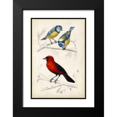 DOrbigny Birds III Black Modern Wood Framed Art Print with Double Matting by D Orbigny, M. Charles