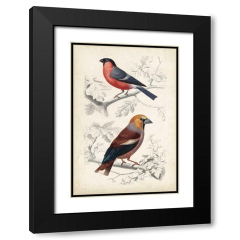 D Orbigny Birds IV Black Modern Wood Framed Art Print with Double Matting by D Orbigny, M. Charles