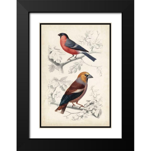 D Orbigny Birds IV Black Modern Wood Framed Art Print with Double Matting by D Orbigny, M. Charles