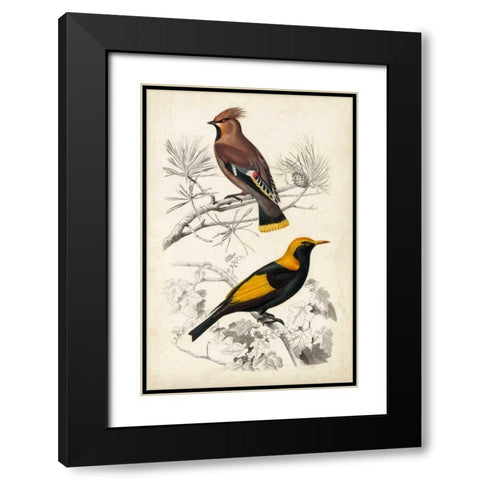 DOrbigny Birds V Black Modern Wood Framed Art Print with Double Matting by D Orbigny, M. Charles
