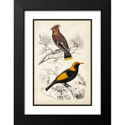 DOrbigny Birds V Black Modern Wood Framed Art Print with Double Matting by D Orbigny, M. Charles
