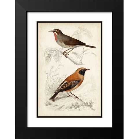 D Orbigny Birds VI Black Modern Wood Framed Art Print with Double Matting by D Orbigny, M. Charles