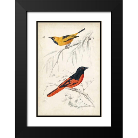 DOrbigny Birds VIII Black Modern Wood Framed Art Print with Double Matting by D Orbigny, M. Charles