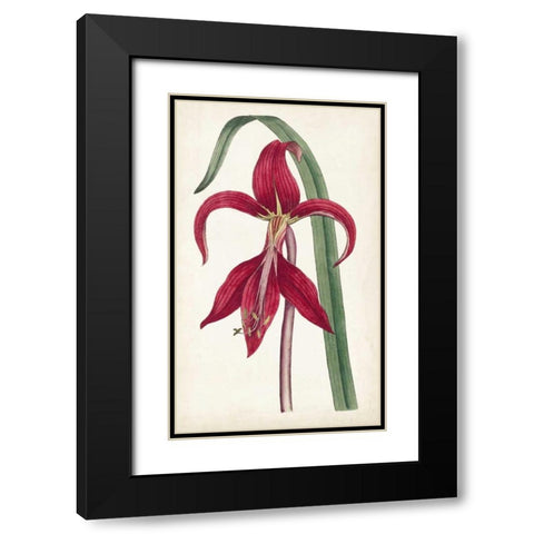 Curtis Garden Beauties I Black Modern Wood Framed Art Print with Double Matting by Curtis