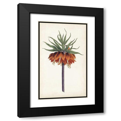 Curtis Garden Beauties II Black Modern Wood Framed Art Print with Double Matting by Curtis