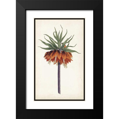 Curtis Garden Beauties II Black Modern Wood Framed Art Print with Double Matting by Curtis