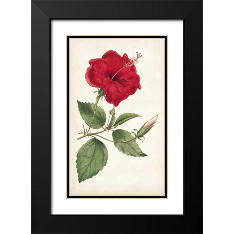 Curtis Garden Beauties III Black Modern Wood Framed Art Print with Double Matting by Curtis