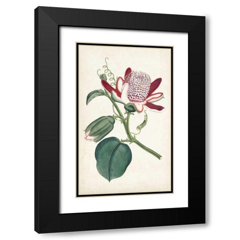 Curtis Garden Beauties IV Black Modern Wood Framed Art Print with Double Matting by Curtis