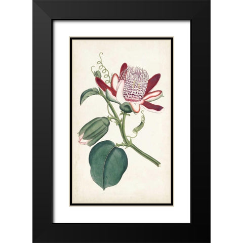 Curtis Garden Beauties IV Black Modern Wood Framed Art Print with Double Matting by Curtis