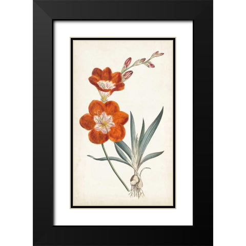 Curtis Garden Beauties V Black Modern Wood Framed Art Print with Double Matting by Curtis