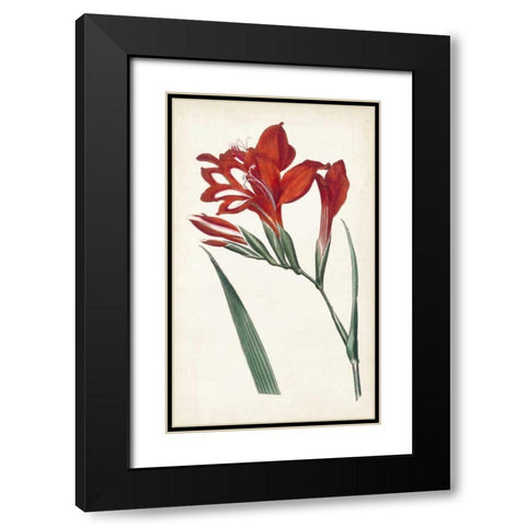 Curtis Garden Beauties VI Black Modern Wood Framed Art Print with Double Matting by Curtis