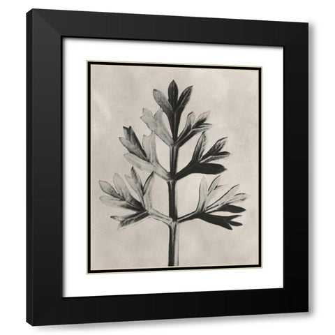 Blossfeldt Botanical I Black Modern Wood Framed Art Print with Double Matting by Blossfeldt, Karl