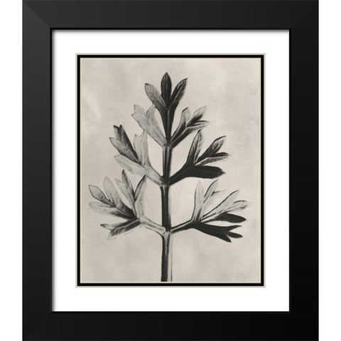 Blossfeldt Botanical I Black Modern Wood Framed Art Print with Double Matting by Blossfeldt, Karl