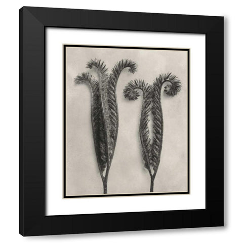 Blossfeldt Botanical II Black Modern Wood Framed Art Print with Double Matting by Blossfeldt, Karl