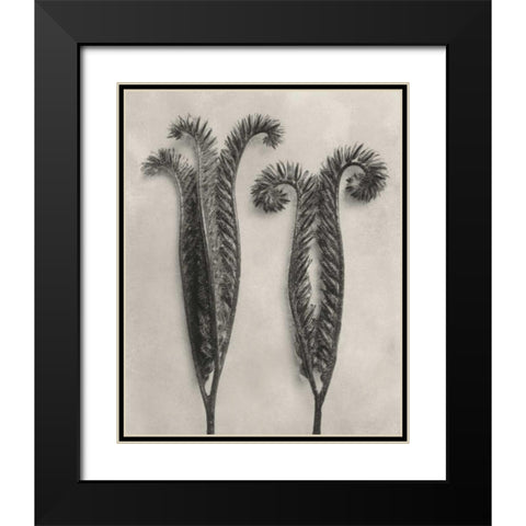 Blossfeldt Botanical II Black Modern Wood Framed Art Print with Double Matting by Blossfeldt, Karl