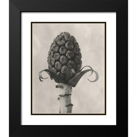 Blossfeldt Botanical IV Black Modern Wood Framed Art Print with Double Matting by Blossfeldt, Karl