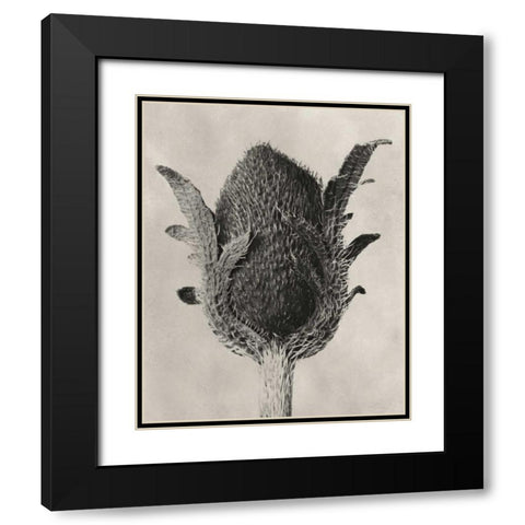 Blossfeldt Botanical VI Black Modern Wood Framed Art Print with Double Matting by Blossfeldt, Karl