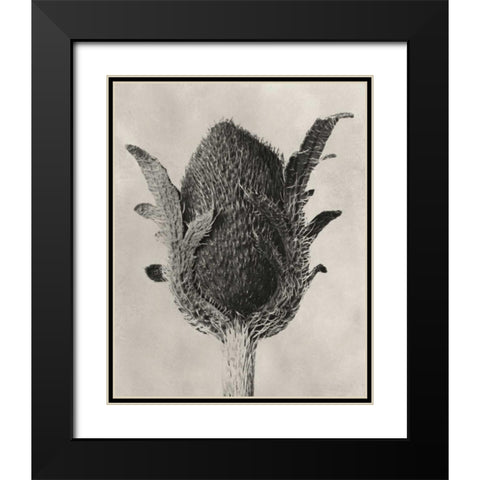 Blossfeldt Botanical VI Black Modern Wood Framed Art Print with Double Matting by Blossfeldt, Karl