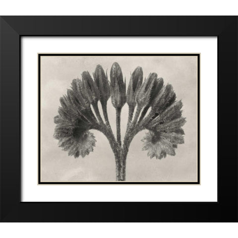 Blossfeldt Botanical VII Black Modern Wood Framed Art Print with Double Matting by Blossfeldt, Karl