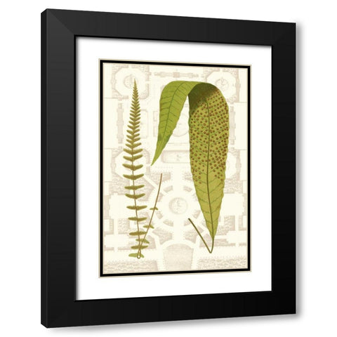 Garden Ferns III Black Modern Wood Framed Art Print with Double Matting by Vision Studio