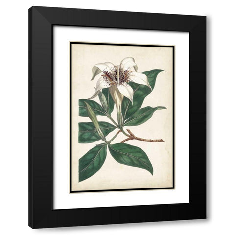 Ivory Garden I Black Modern Wood Framed Art Print with Double Matting by Curtis