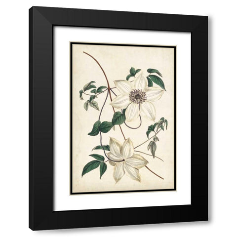 Ivory Garden II Black Modern Wood Framed Art Print with Double Matting by Curtis