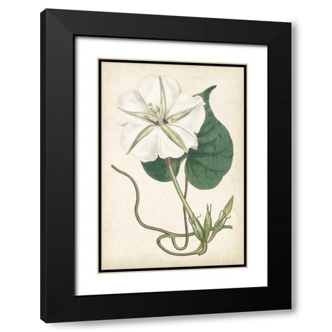 Ivory Garden III Black Modern Wood Framed Art Print with Double Matting by Curtis