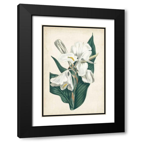 Ivory Garden IV Black Modern Wood Framed Art Print with Double Matting by Curtis
