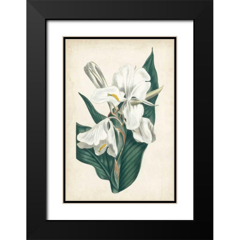 Ivory Garden IV Black Modern Wood Framed Art Print with Double Matting by Curtis
