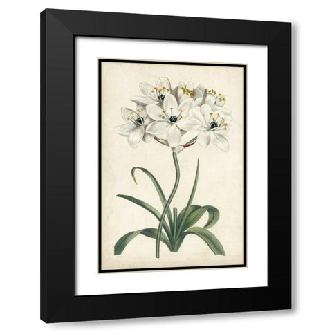 Ivory Garden V Black Modern Wood Framed Art Print with Double Matting by Curtis