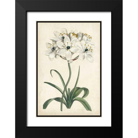 Ivory Garden V Black Modern Wood Framed Art Print with Double Matting by Curtis