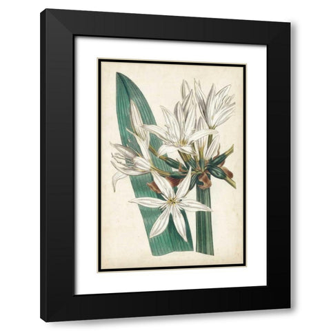 Ivory Garden VI Black Modern Wood Framed Art Print with Double Matting by Curtis