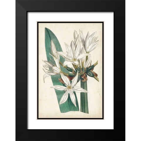 Ivory Garden VI Black Modern Wood Framed Art Print with Double Matting by Curtis