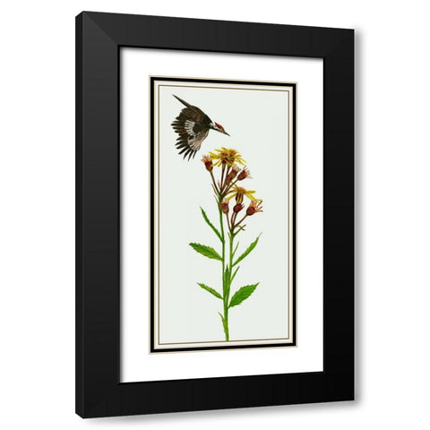 Tephroseris Flammea I Black Modern Wood Framed Art Print with Double Matting by Wang, Melissa