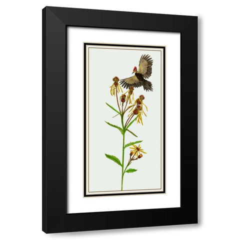 Tephroseris Flammea II Black Modern Wood Framed Art Print with Double Matting by Wang, Melissa