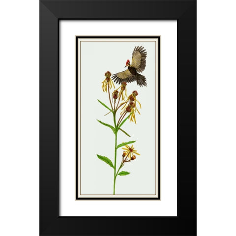 Tephroseris Flammea II Black Modern Wood Framed Art Print with Double Matting by Wang, Melissa